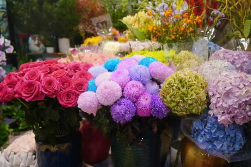 閔行兩大花卉市場 高端平價隨心選，果香花韻共徜徉